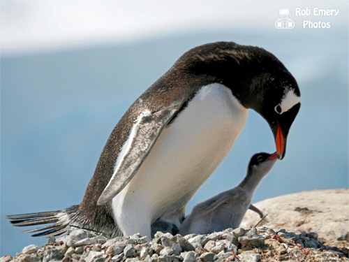 Gentoo penguin in Antartica